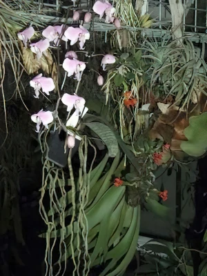 Bild von Phalaenopsis schilleriana  1